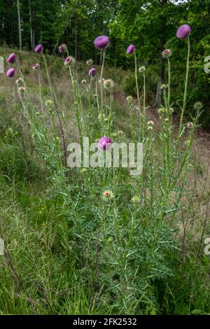 Una grande pianta di cardo viola con globi grandi e spinoso gambi che si aprono appena in su per attrarre le api e le farfalle che crescono in un campo in tarda primavera Foto Stock