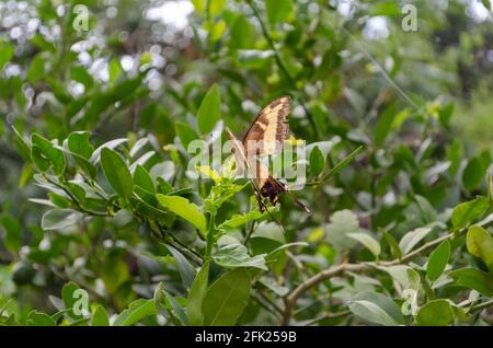 Farfalla in Lime Tree Foto Stock