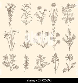 Schizzo di erbe mediche. Botanica floreale terapia piante naturali con foglie fiori vettoriali raccolta Illustrazione Vettoriale