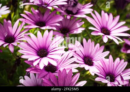 Margherite africane viola e rosa (osteospermum) in fiore durante la primavera Foto Stock