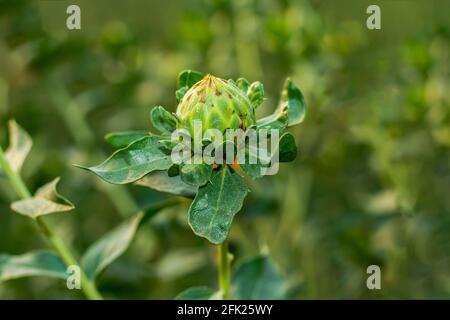 Amazing petali di fiori di cardo verde, Safflower è un importante raccolto di olio di semi con una vasta gamma in settori industriali come la farmaceutica, cosmetici Foto Stock