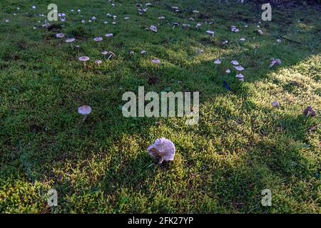 piccoli funghi bianchi su un prato erboso verde Foto Stock