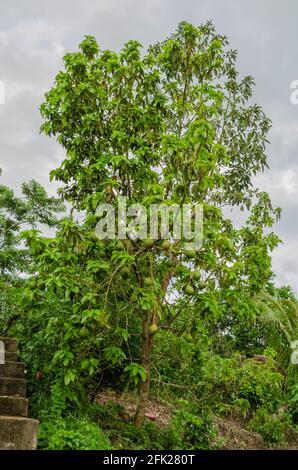 Pere di avocado acerbi e pendente da albero Foto Stock