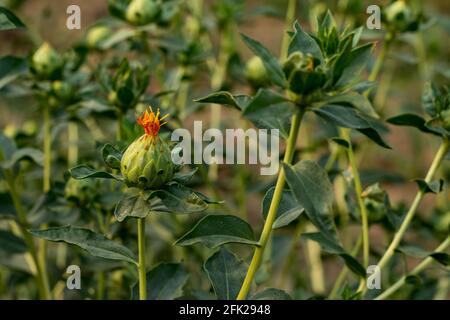 L'olio di Safflower dai semi è usato come medicina e che l'olio di semi è usato per colesterolo alto, malattie cardiache, ictus, diabete Foto Stock