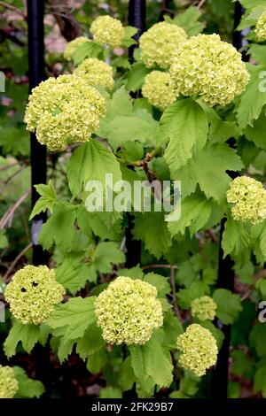 Viburnum Opulus ‘Roseum’ Snowball tree – gruppi sferici di fiori verdi giallo pallido con grandi foglie verdi fresche lobate, aprile, Inghilterra, Regno Unito Foto Stock