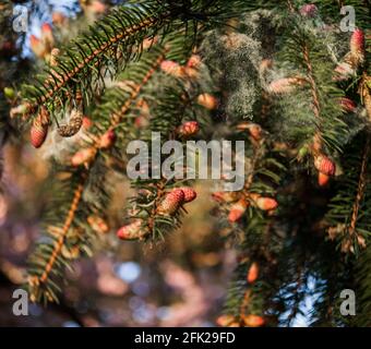 Norway Spruce, Picea abies Acrocona, liberando Pollen dai suoi piccoli coni rossi sulle sue punte di filiale nella contea di Lancaster, Pennsylvania durante la primavera Foto Stock