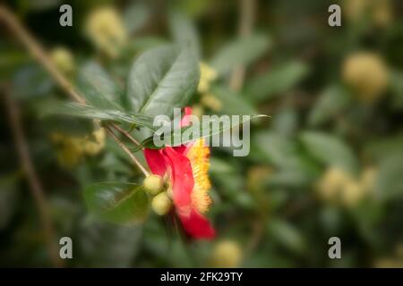 Camellia 'Higo-shagetsu' fiore e fogliame Foto Stock