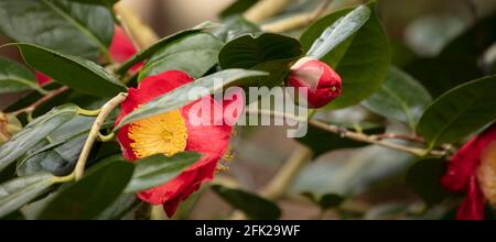 Camellia 'Higo-shagetsu' fiore e fogliame Foto Stock