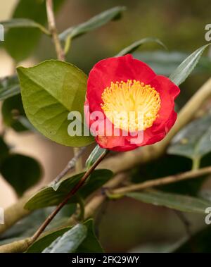 Camellia 'Higo-shagetsu' fiore e fogliame Foto Stock