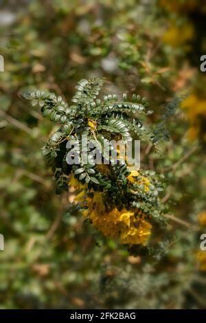 Sophora Sun King = Hilsop Foto Stock