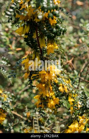 Sophora Sun King = Hilsop Foto Stock