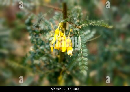 Sophora Sun King = Hilsop, fiori giallo brillante in capriate e fogliame lucido Foto Stock