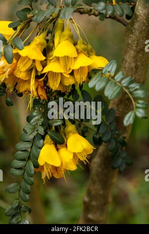 Sophora Sun King = Hilsop, fiori giallo brillante in capriate e fogliame lucido Foto Stock