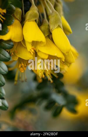 Sophora Sun King = Hilsop, fiori giallo brillante in capriate e fogliame lucido Foto Stock