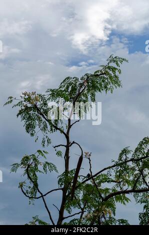 Moringa oleifera contro il cielo Foto Stock