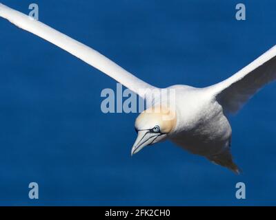 Northern Gannet (Morus bassanus) presso la RSPB Reserve Troup Head, Aberdeenshire, Scozia, Regno Unito Foto Stock