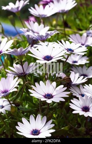 Le margherite africane bianche e blu (osteospermum) fioriscono durante la primavera Foto Stock