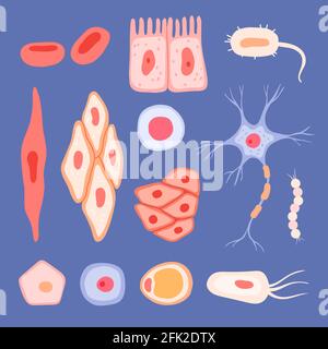 Cellule umane. Struttura biologica delle scene di sangue raccolta di immagini piatte vettoriali di linfociti delle cellule Illustrazione Vettoriale