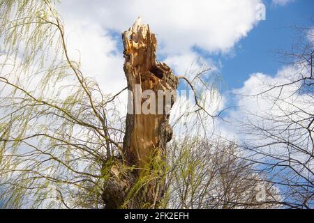 Tronco di albero rotto in primavera Foto Stock