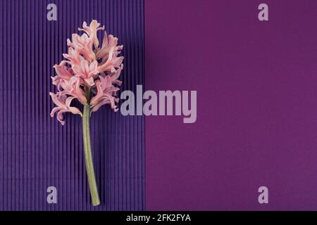 Fiore di giacinto rosa su sfondo a due tonalità viola. Concetto di molla minimo. Biglietto d'auguri. Spazio di copia. Disposizione piatta. Foto Stock