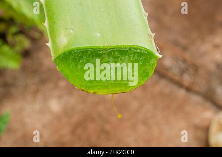 Gocciolamento taglio aloe vera Foto Stock