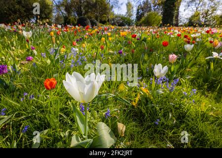 Tulipani multicolori in fiore al Festival primaverile dei tulipani a Dunsborough Park, Ripley, Surrey, nel sud-est dell'Inghilterra in aprile Foto Stock