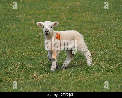 Singolo piccolo agnello con segni di tintura arancio su fleece bianco soffice e espressione carina pascolando in campo erboso sulla fattoria upland in Cumbria, Inghilterra, Regno Unito Foto Stock
