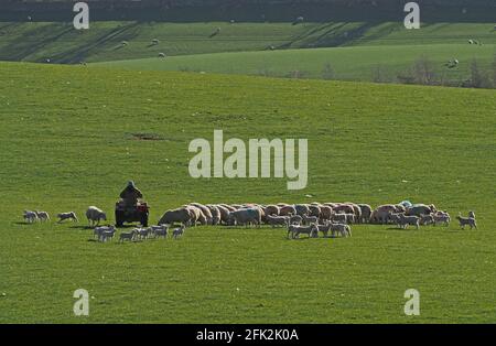 Agricoltore in quad circondato da gregge di pecore bianche e agnelli in un campo verde di erba con pecore lontane sulla collina di Cumbria, Inghilterra, Regno Unito Foto Stock