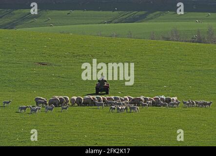 Agricoltore in quad circondato da gregge di pecore bianche e agnelli in un campo verde di erba con pecore lontane sulla collina di Cumbria, Inghilterra, Regno Unito Foto Stock