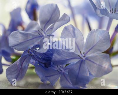 Macro di Blue Plumbago Fiori seduti su un banco con la luce del sole che crea colori graziosi attraverso i petali viola quasi trasparenti Foto Stock