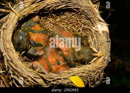 Rosso Americano Breasted Robin Turdus migratorius il giorno 3. Riposando pacificamente all'interno del loro habitat erboso molle costruito in una giornata di primavera annidato giù Foto Stock