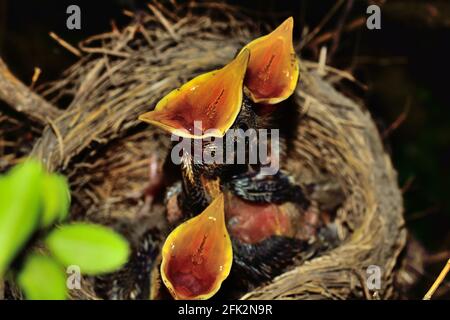 Tre giovani Americani Red hanno bruscato Robin Turdus migratorius. Raggiungere per l'alimentazione all'interno del loro habitat morbido erboso costruito in una giornata di primavera. Foto Stock