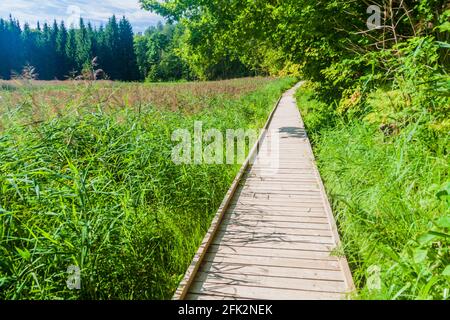 Passerella nel Parco Nazionale di Gauja, Lettonia Foto Stock
