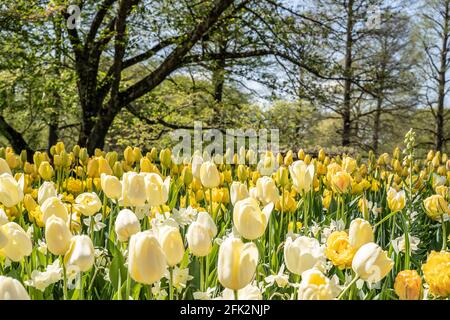 Bel campo di tulipano giallo con alberi sullo sfondo Foto Stock