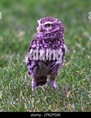 Little Owl 'Athene noctuaa' Adulti a terra alla ricerca di lombrichi.Lancashire.North-West England. Foto Stock