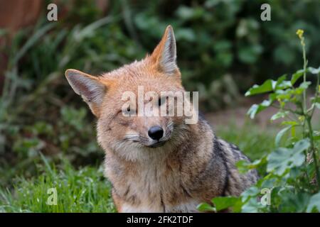 Volpe rossa (Pseudalopex culpaeus), ritratto di una bella volpe rossa presa in cattività. Foto Stock