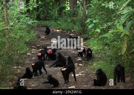 Una truppa di macachi crestati Celebes che impacchettano una strada nella foresta. Piantare alberi da frutto nella zona tra foresta e paesaggio agricolo contribuirebbe a ridurre i conflitti uomo-scimmia, secondo Reyni Palohoen, coordinatore di progetto di Selamatkan Yaki (Save Yaki) all'inizio di questo mese, rispondendo all'invasione di scimmie di terreni agricoli nella reggenza del Minahasa meridionale, Sulawesi settentrionale, Indonesia. Foto Stock