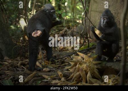 I giovani di macaco crestato nero di Sulawesi (Macaca nigra) si nutrono di frutta liana mentre sono seduti sul pavimento della foresta nella Riserva Naturale di Tangkoko, Nord Sulawesi, Indonesia. Piantare alberi da frutto nell'area tra la foresta e il paesaggio agricolo contribuirebbe a ridurre i conflitti tra scimmie e umani, secondo Reyni Palohoen, coordinatore del progetto di Selamatkan Yaki (Save Yaki) all'inizio di questo mese, rispondendo all'invasione "scimmia" delle terre agricole nella reggenza di Minahasa del Sud, nel Nord Sulawesi, Indonesia. Foto Stock