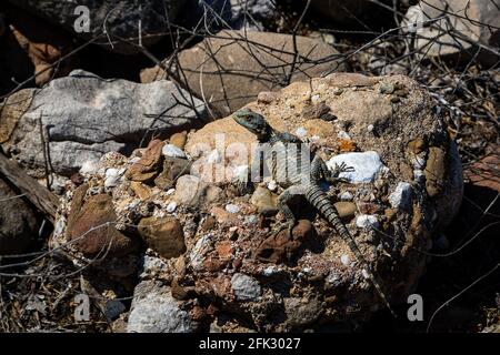 Lucertola scura di stellione, la montagna agama siede su pietre e guarda in lontananza Foto Stock