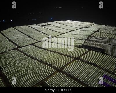 Fotografia aerea di campi di frutta di drago alla periferia di Guangxi, Cina di notte Foto Stock