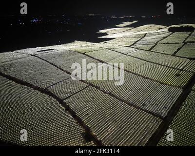 Fotografia aerea di campi di frutta di drago alla periferia di Guangxi, Cina di notte Foto Stock