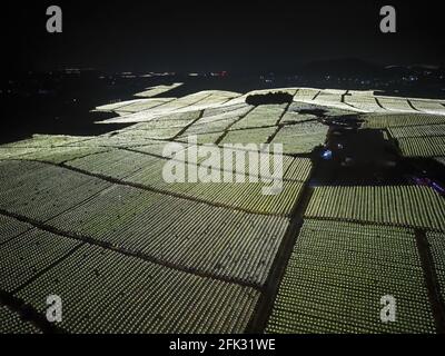 Fotografia aerea di campi di frutta di drago alla periferia di Guangxi, Cina di notte Foto Stock