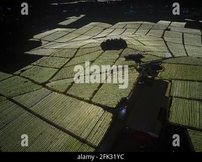 Fotografia aerea di campi di frutta di drago alla periferia di Guangxi, Cina di notte Foto Stock