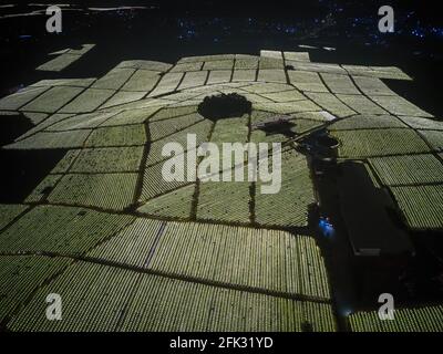 Fotografia aerea di campi di frutta di drago alla periferia di Guangxi, Cina di notte Foto Stock