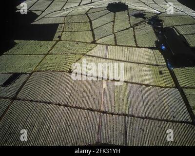 Fotografia aerea di campi di frutta di drago alla periferia di Guangxi, Cina di notte Foto Stock