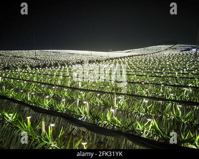 Fotografia aerea di campi di frutta di drago alla periferia di Guangxi, Cina di notte Foto Stock