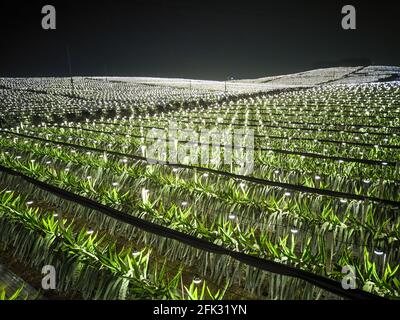 Fotografia aerea di campi di frutta di drago alla periferia di Guangxi, Cina di notte Foto Stock