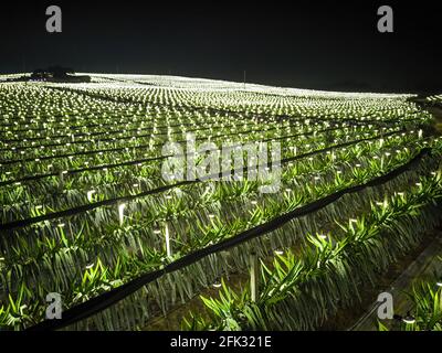 Fotografia aerea di campi di frutta di drago alla periferia di Guangxi, Cina di notte Foto Stock