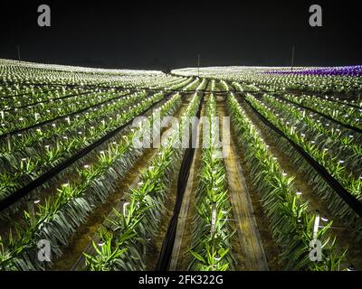 Fotografia aerea di campi di frutta di drago alla periferia di Guangxi, Cina di notte Foto Stock