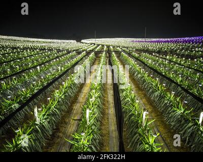 Fotografia aerea di campi di frutta di drago alla periferia di Guangxi, Cina di notte Foto Stock